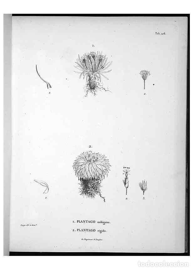 Sammeln von Zeitschriften und Zeitungen: Reproducci&oacute;n/Reproduction 49555916658: Nova genera et species plantarum :. Antverpiae :Ex officina C