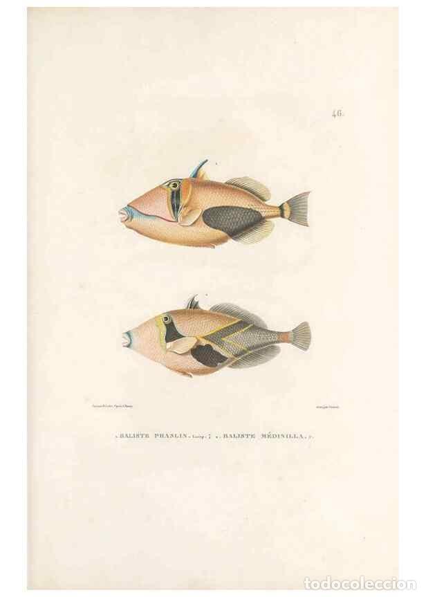 Sammeln von Zeitschriften und Zeitungen: Reproducci&oacute;n/Reproduction 49814205161: Voyage autour du monde, entrepris par ordre du roi.. Paris,Ch