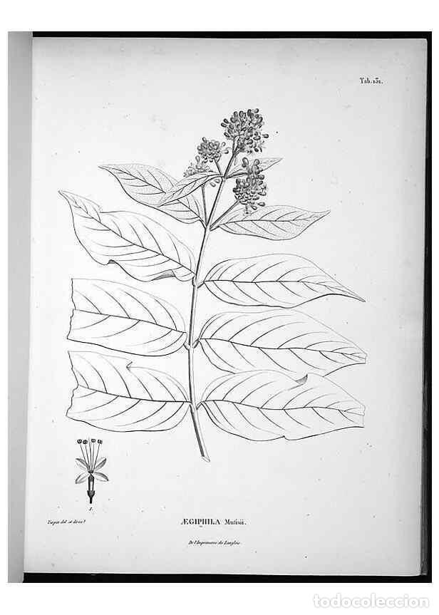 Sammeln von Zeitschriften und Zeitungen: Reproducci&oacute;n/Reproduction 49555917553: Nova genera et species plantarum :. Antverpiae :Ex officina C