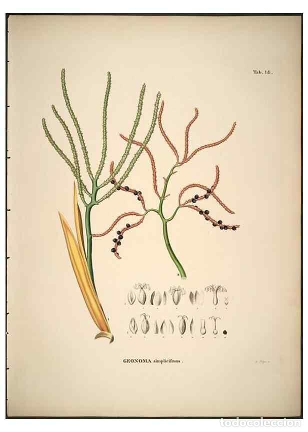 Sammeln von Zeitschriften und Zeitungen: Reproducci&oacute;n/Reproduction 49785103138: Historia naturalis palmarum. Lipsiae: T.O. Weigel, [1823-50].