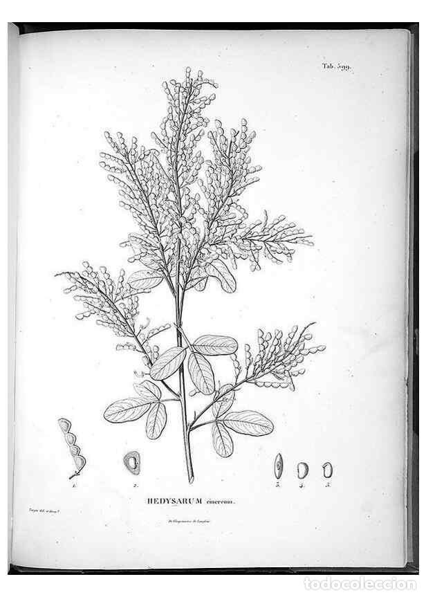 Sammeln von Zeitschriften und Zeitungen: Reproducci&oacute;n/Reproduction 49556136133: Nova genera et species plantarum :. Antverpiae :Ex officina C