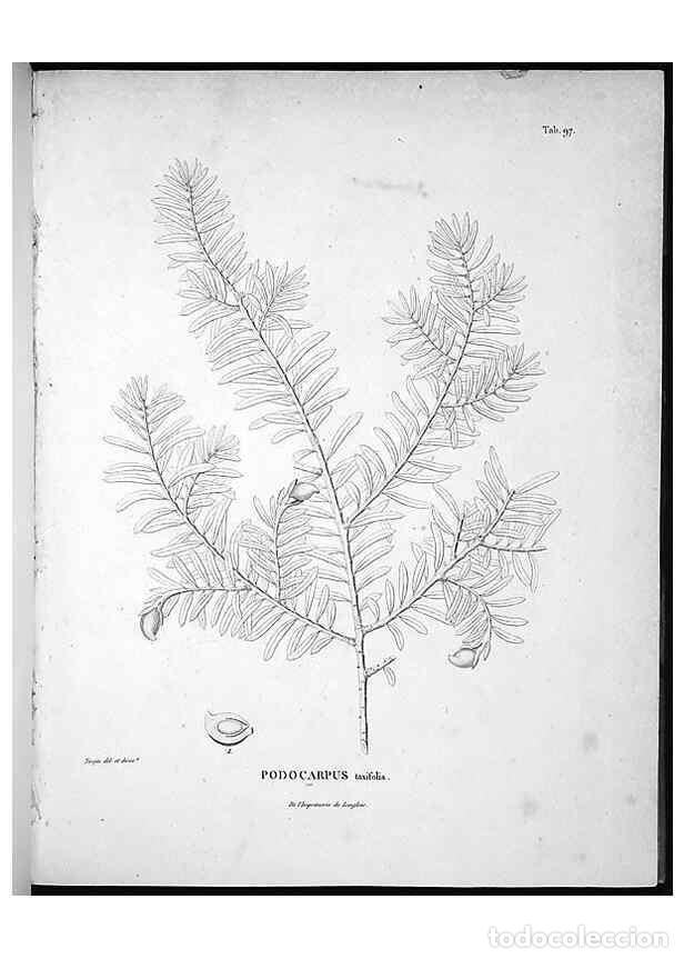 Sammeln von Zeitschriften und Zeitungen: Reproducci&oacute;n/Reproduction 49555911948: Nova genera et species plantarum :. Antverpiae :Ex officina C