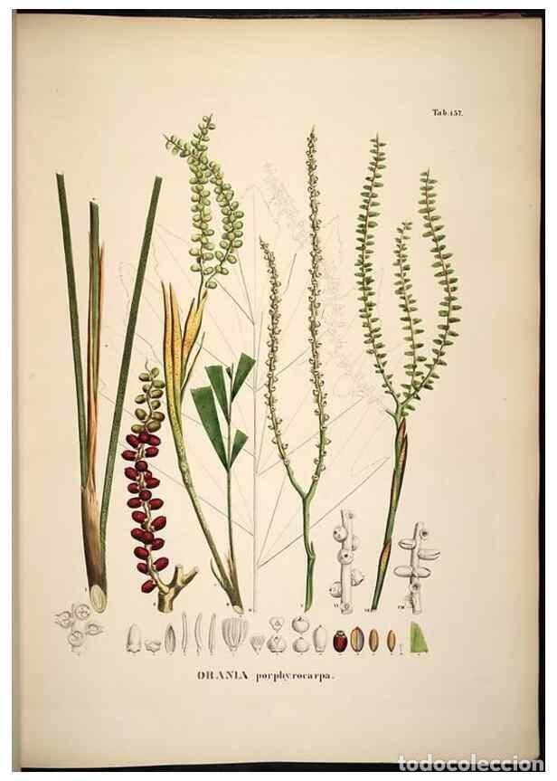 Sammeln von Zeitschriften und Zeitungen: Reproducci&oacute;n/Reproduction 49784533373: Historia naturalis palmarum. Lipsiae: T.O. Weigel, [1823-50].