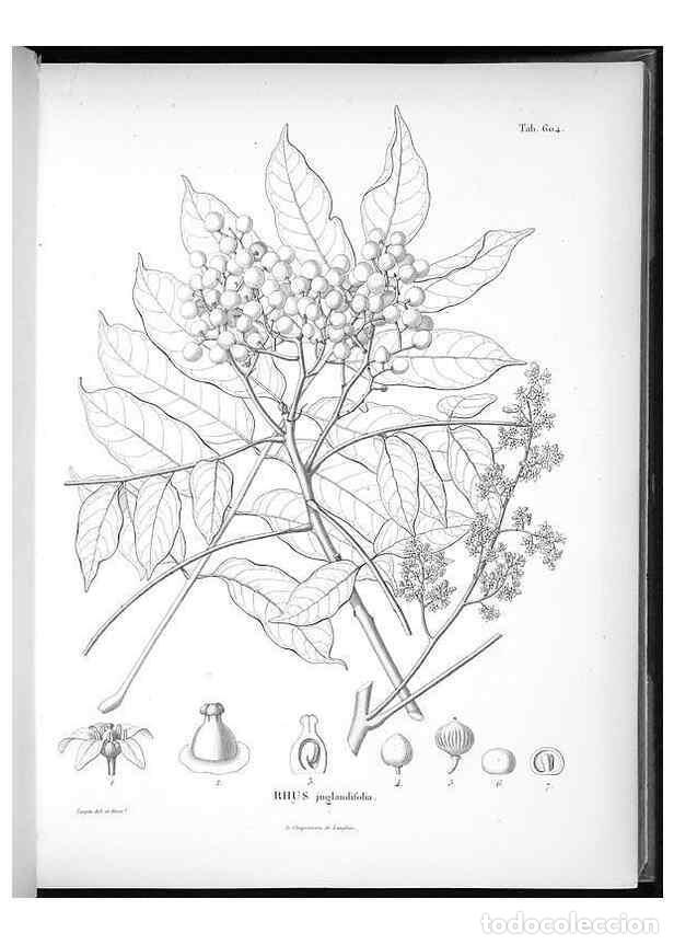 Sammeln von Zeitschriften und Zeitungen: Reproducci&oacute;n/Reproduction 49556898267: Nova genera et species plantarum :. Antverpiae :Ex officina C