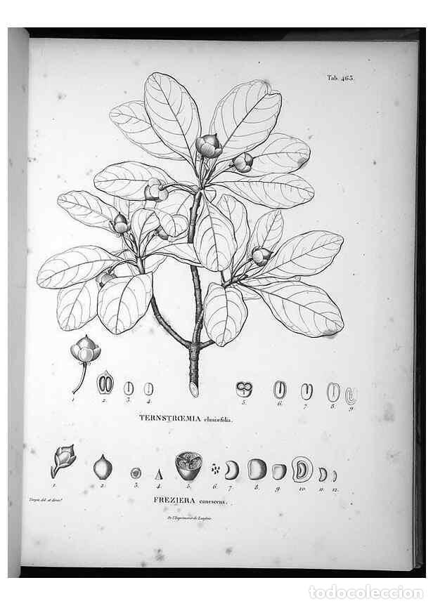Sammeln von Zeitschriften und Zeitungen: Reproducci&oacute;n/Reproduction 49556087478: Nova genera et species plantarum :. Antverpiae :Ex officina C