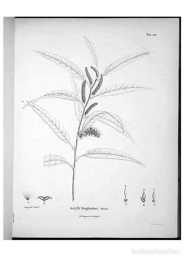 Sammeln von Zeitschriften und Zeitungen: Reproducci&oacute;n/Reproduction 49556643092: Nova genera et species plantarum :. Antverpiae :Ex officina C