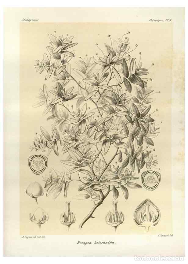 Sammeln von Zeitschriften und Zeitungen: Reproducci&oacute;n/Reproduction 49785292363: Histoire physique, naturelle, et politique de Madagascar. Par