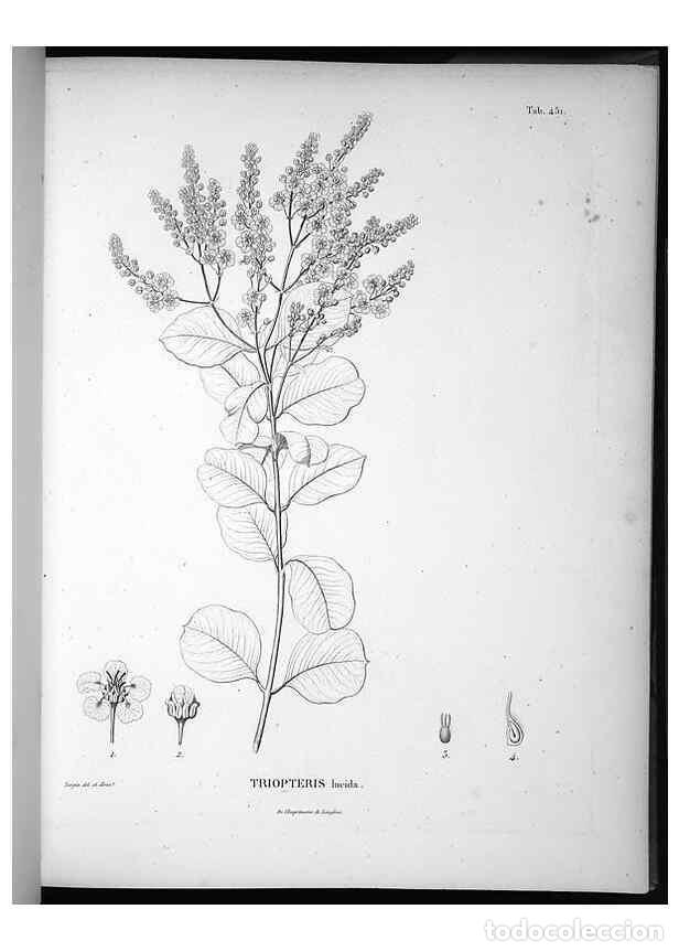 Sammeln von Zeitschriften und Zeitungen: Reproducci&oacute;n/Reproduction 49556085223: Nova genera et species plantarum :. Antverpiae :Ex officina C