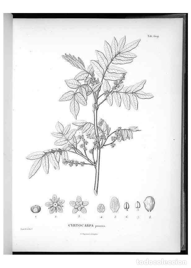 Sammeln von Zeitschriften und Zeitungen: Reproducci&oacute;n/Reproduction 49556661561: Nova genera et species plantarum :. Antverpiae :Ex officina C