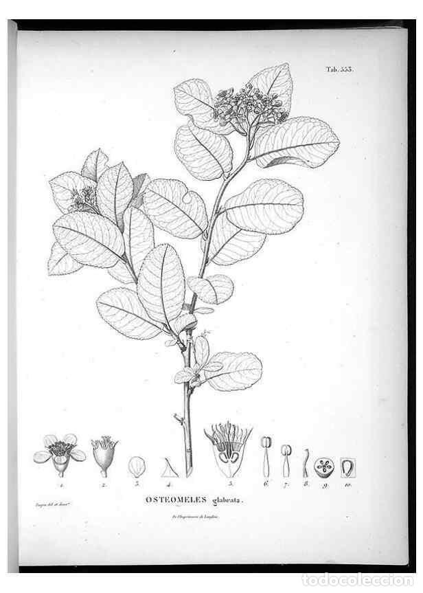 Sammeln von Zeitschriften und Zeitungen: Reproducci&oacute;n/Reproduction 49556862842: Nova genera et species plantarum :. Antverpiae :Ex officina C