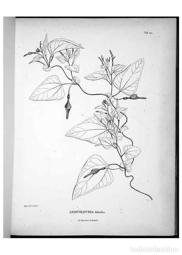 Sammeln von Zeitschriften und Zeitungen: Reproducci&oacute;n/Reproduction 49556644757: Nova genera et species plantarum :. Antverpiae :Ex officina C