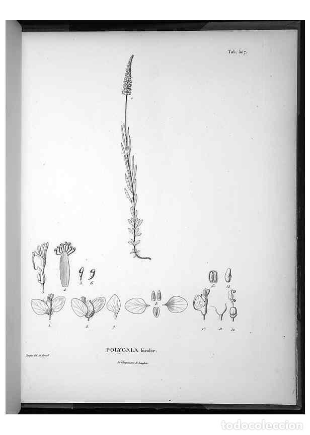 Sammeln von Zeitschriften und Zeitungen: Reproducci&oacute;n/Reproduction 49556830152: Nova genera et species plantarum :. Antverpiae :Ex officina C