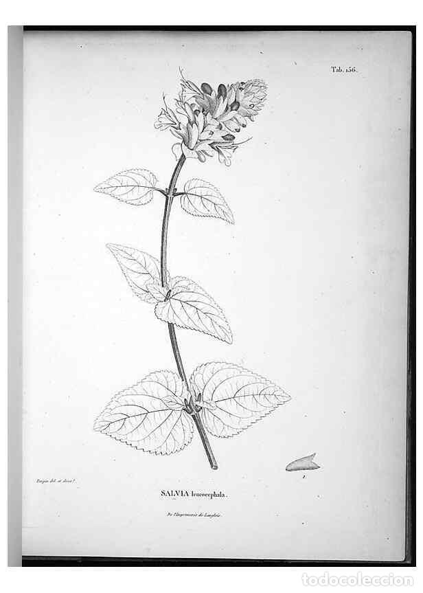 Sammeln von Zeitschriften und Zeitungen: Reproducci&oacute;n/Reproduction 49556652357: Nova genera et species plantarum :. Antverpiae :Ex officina C