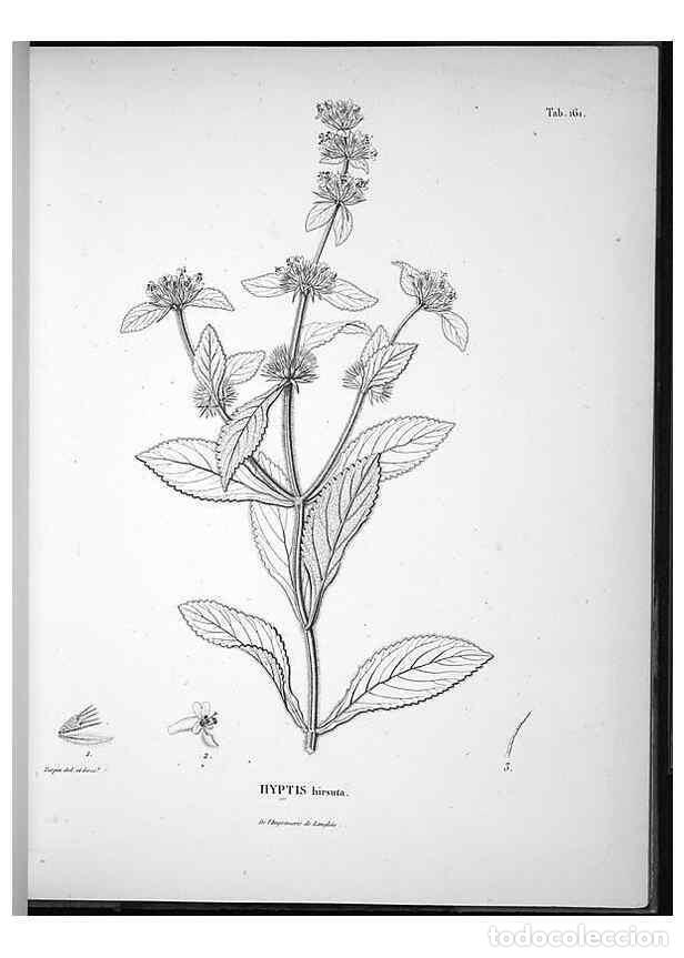 Sammeln von Zeitschriften und Zeitungen: Reproducci&oacute;n/Reproduction 49556653242: Nova genera et species plantarum :. Antverpiae :Ex officina C