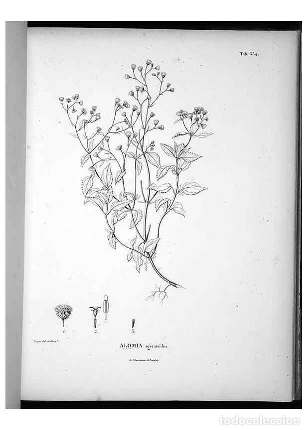 Sammeln von Zeitschriften und Zeitungen: Reproducci&oacute;n/Reproduction 49556011913: Nova genera et species plantarum :. Antverpiae :Ex officina C