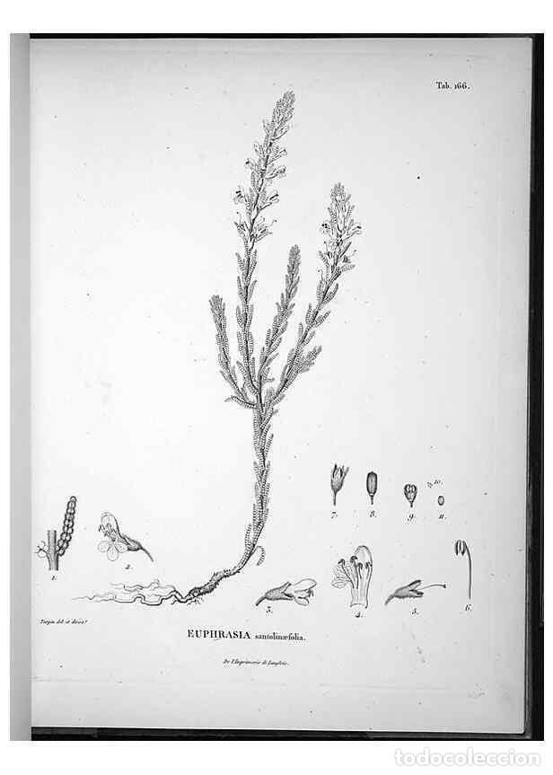 Sammeln von Zeitschriften und Zeitungen: Reproducci&oacute;n/Reproduction 49556418216: Nova genera et species plantarum :. Antverpiae :Ex officina C