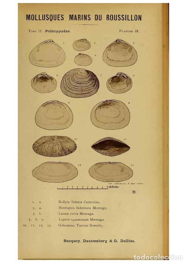 Sammeln von Zeitschriften und Zeitungen: Reproducci&oacute;n/Reproduction 49806407928: Les mollusques marins du Roussillon. Paris :J.-B. Bailli&egrave;re,[