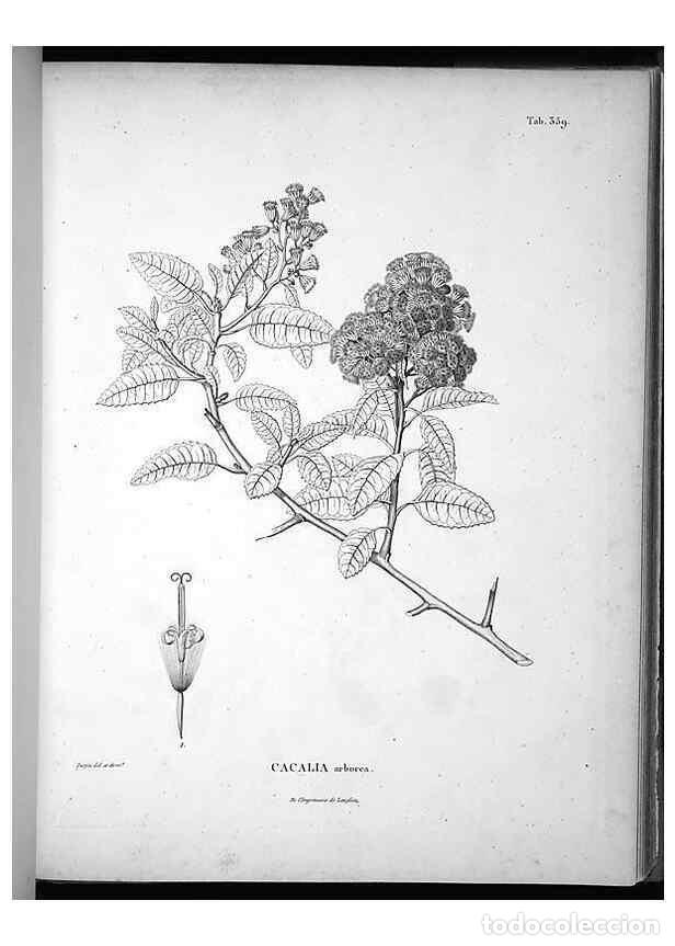 Sammeln von Zeitschriften und Zeitungen: Reproducci&oacute;n/Reproduction 49556012903: Nova genera et species plantarum :. Antverpiae :Ex officina C