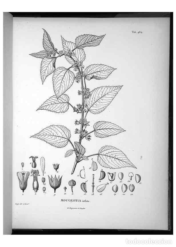 Sammeln von Zeitschriften und Zeitungen: Reproducci&oacute;n/Reproduction 49556588416: Nova genera et species plantarum :. Antverpiae :Ex officina C