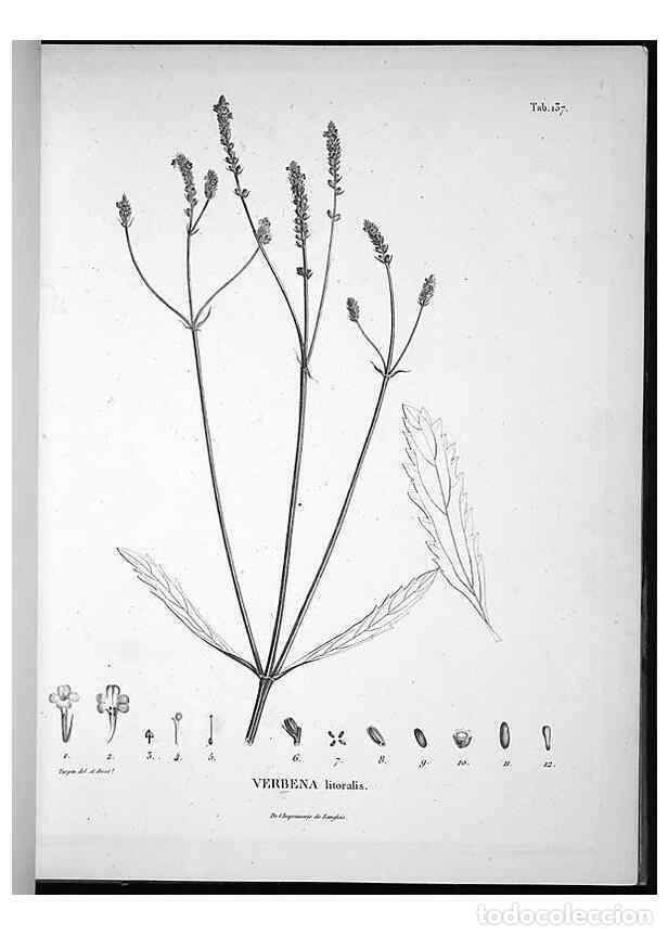 Collection Magazines and Newspapers: Reproducci&oacute;n/Reproduction 49556648982: Nova genera et species plantarum :. Antverpiae :Ex officina C