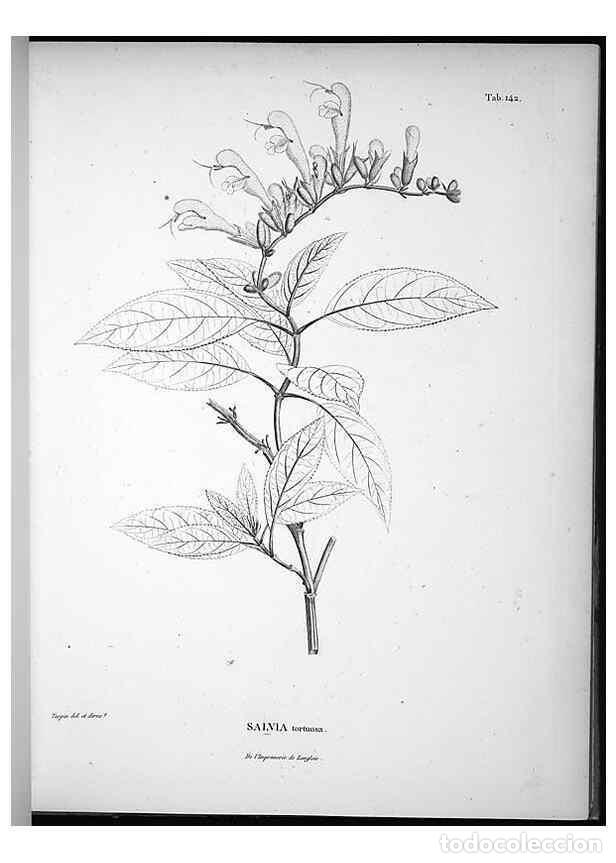 Sammeln von Zeitschriften und Zeitungen: Reproducci&oacute;n/Reproduction 49556414071: Nova genera et species plantarum :. Antverpiae :Ex officina C