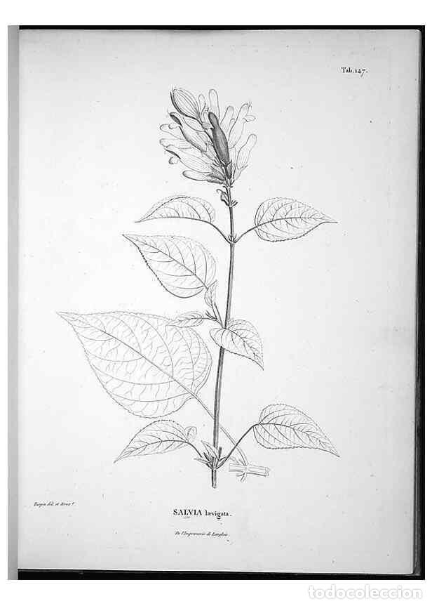 Collection Magazines and Newspapers: Reproducci&oacute;n/Reproduction 49555920128: Nova genera et species plantarum :. Antverpiae :Ex officina C