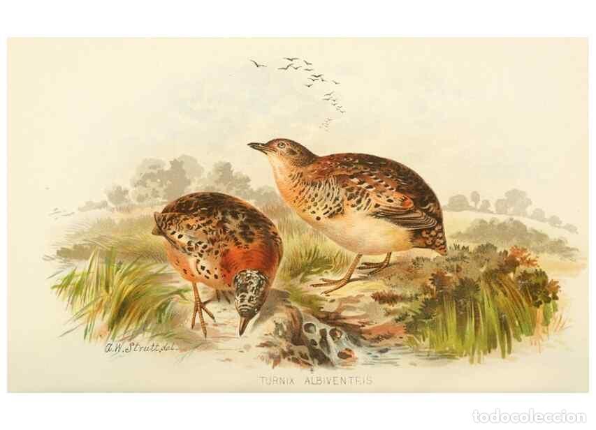 Sammeln von Zeitschriften und Zeitungen: Reproducci&oacute;n/Reproduction 49785743261: Indian sporting birds /. London :Francis Edwards,1915.. - Fin