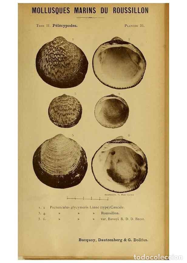 Sammeln von Zeitschriften und Zeitungen: Reproducci&oacute;n/Reproduction 49807271552: Les mollusques marins du Roussillon. Paris :J.-B. Bailli&egrave;re,[