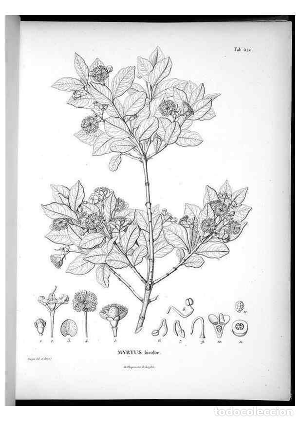 Sammeln von Zeitschriften und Zeitungen: Reproducci&oacute;n/Reproduction 49556623206: Nova genera et species plantarum :. Antverpiae :Ex officina C