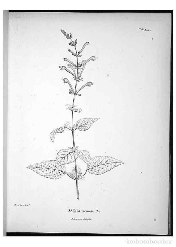 Collection Magazines and Newspapers: Reproducci&oacute;n/Reproduction 49555919583: Nova genera et species plantarum :. Antverpiae :Ex officina C