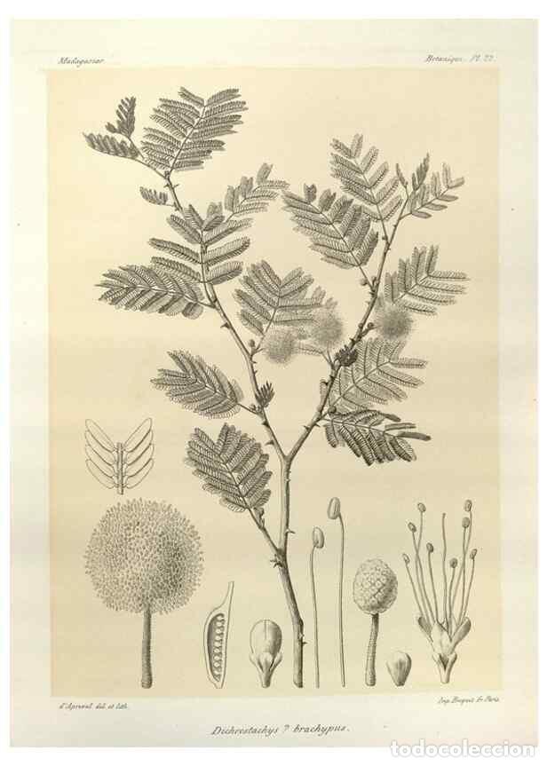 Collection Magazines and Newspapers: Reproducci&oacute;n/Reproduction 49785297093: Histoire physique, naturelle, et politique de Madagascar. Par