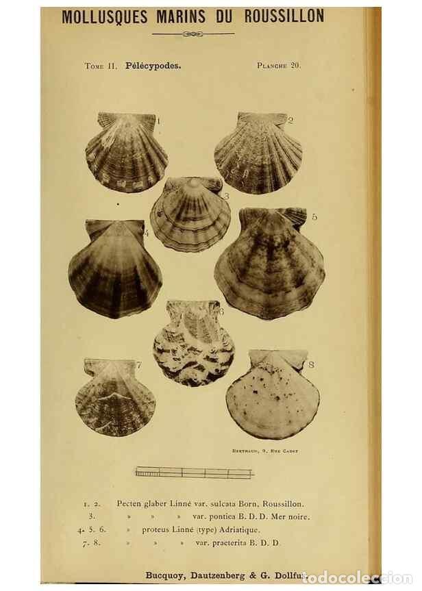 Sammeln von Zeitschriften und Zeitungen: Reproducci&oacute;n/Reproduction 49806402478: Les mollusques marins du Roussillon. Paris :J.-B. Bailli&egrave;re,[