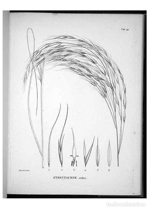 Sammeln von Zeitschriften und Zeitungen: Reproducci&oacute;n/Reproduction 49556377396: Nova genera et species plantarum :. Antverpiae :Ex officina C