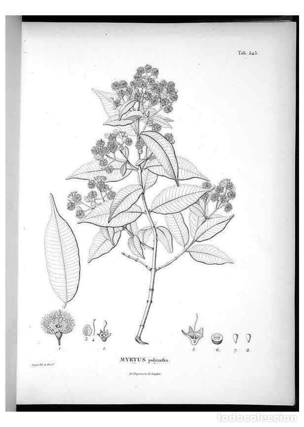 Sammeln von Zeitschriften und Zeitungen: Reproducci&oacute;n/Reproduction 49556861082: Nova genera et species plantarum :. Antverpiae :Ex officina C
