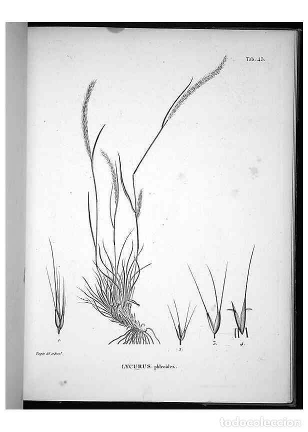 Collection Magazines and Newspapers: Reproducci&oacute;n/Reproduction 49556614862: Nova genera et species plantarum :. Antverpiae :Ex officina C