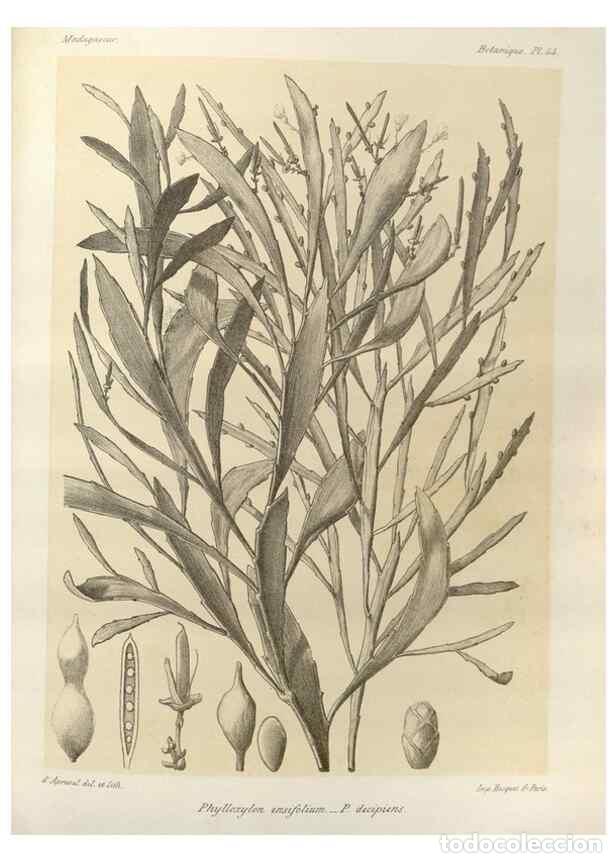 Collezionismo di Riviste e Giornali: Reproducci&oacute;n/Reproduction 49786164282: Histoire physique, naturelle, et politique de Madagascar. Par