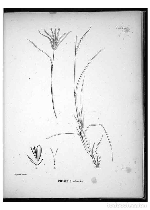 Collezionismo di Riviste e Giornali: Reproducci&oacute;n/Reproduction 49556615692: Nova genera et species plantarum :. Antverpiae :Ex officina C