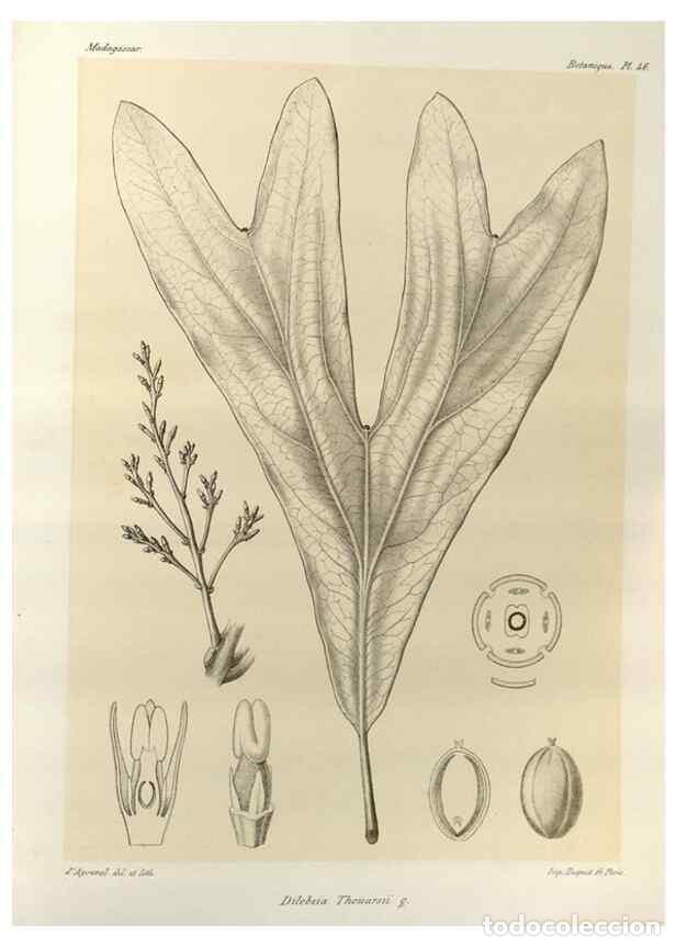 Collezionismo di Riviste e Giornali: Reproducci&oacute;n/Reproduction 49786165797: Histoire physique, naturelle, et politique de Madagascar. Par