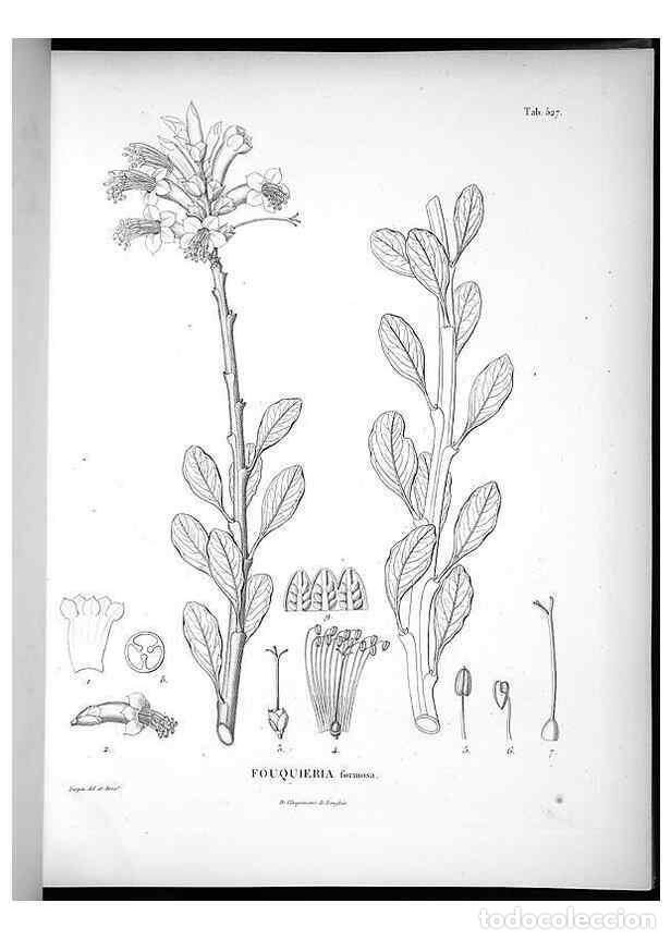 Collezionismo di Riviste e Giornali: Reproducci&oacute;n/Reproduction 49556124048: Nova genera et species plantarum :. Antverpiae :Ex officina C