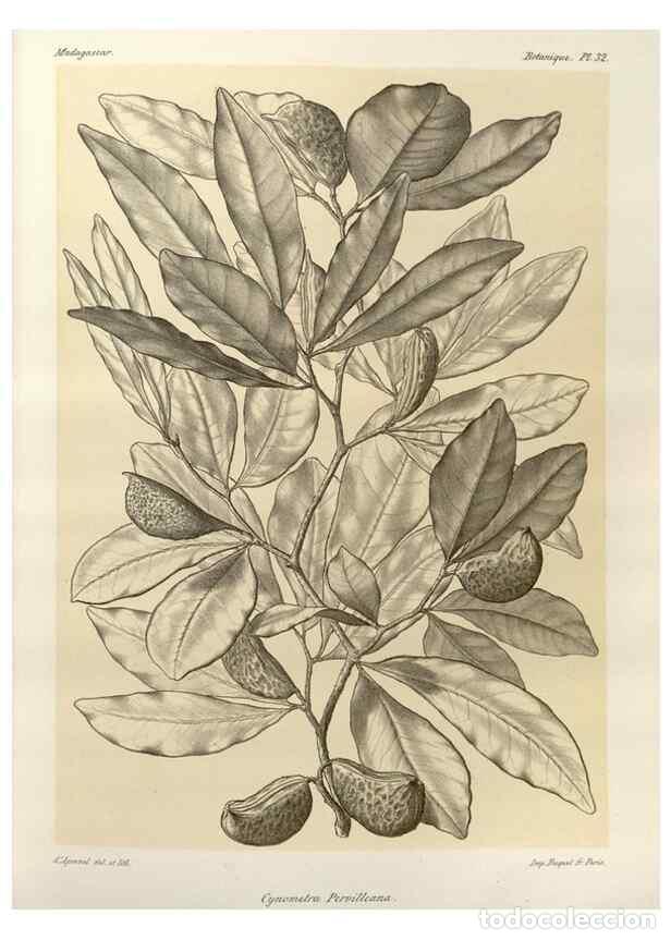 Collezionismo di Riviste e Giornali: Reproducci&oacute;n/Reproduction 49785301958: Histoire physique, naturelle, et politique de Madagascar. Par