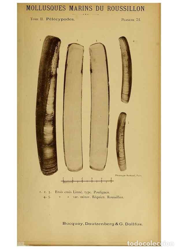 Collezionismo di Riviste e Giornali: Reproducci&oacute;n/Reproduction 49806974261: Les mollusques marins du Roussillon. Paris :J.-B. Bailli&egrave;re,[