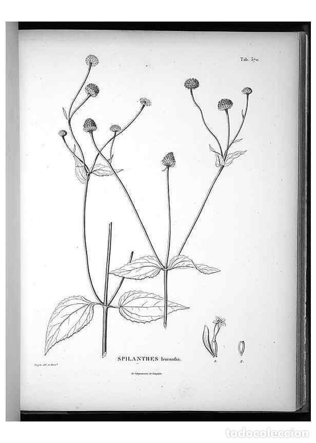 Collezionismo di Riviste e Giornali: Reproducci&oacute;n/Reproduction 49556015338: Nova genera et species plantarum :. Antverpiae :Ex officina C