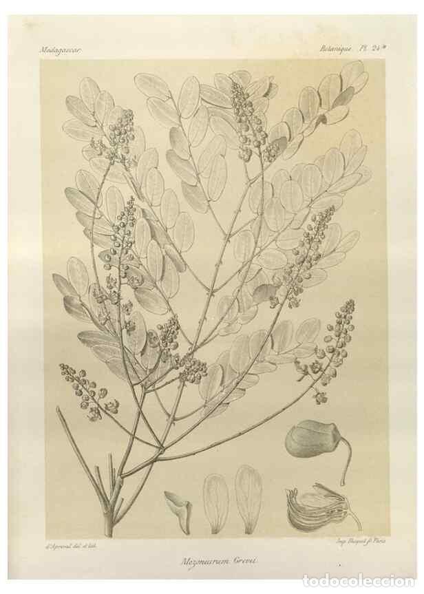 Collezionismo di Riviste e Giornali: Reproducci&oacute;n/Reproduction 49785834956: Histoire physique, naturelle, et politique de Madagascar. Par