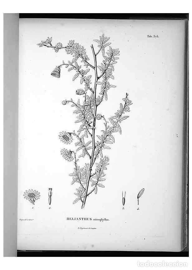 Collezionismo di Riviste e Giornali: Reproducci&oacute;n/Reproduction 49556748182: Nova genera et species plantarum :. Antverpiae :Ex officina C