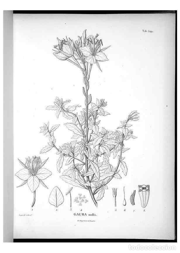 Collezionismo di Riviste e Giornali: Reproducci&oacute;n/Reproduction 49556621261: Nova genera et species plantarum :. Antverpiae :Ex officina C