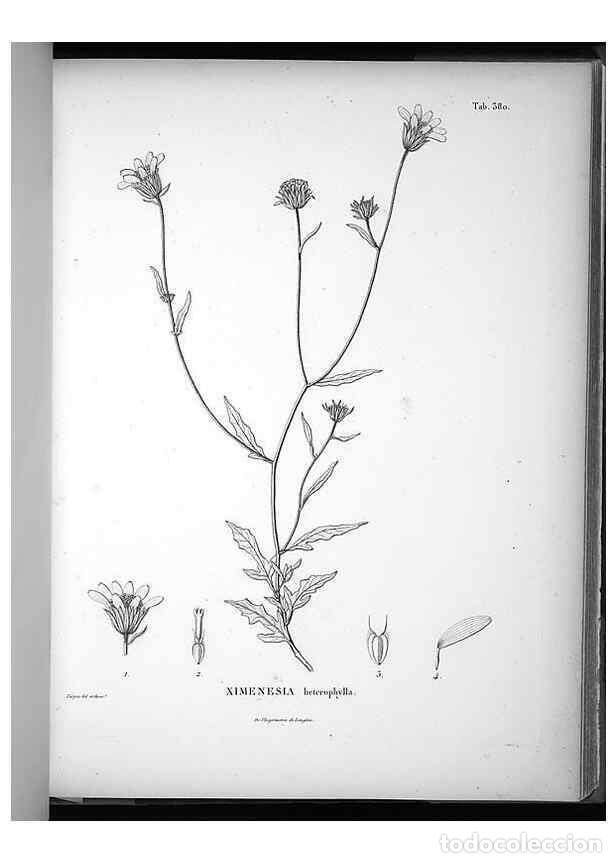 Collezionismo di Riviste e Giornali: Reproducci&oacute;n/Reproduction 49556017228: Nova genera et species plantarum :. Antverpiae :Ex officina C