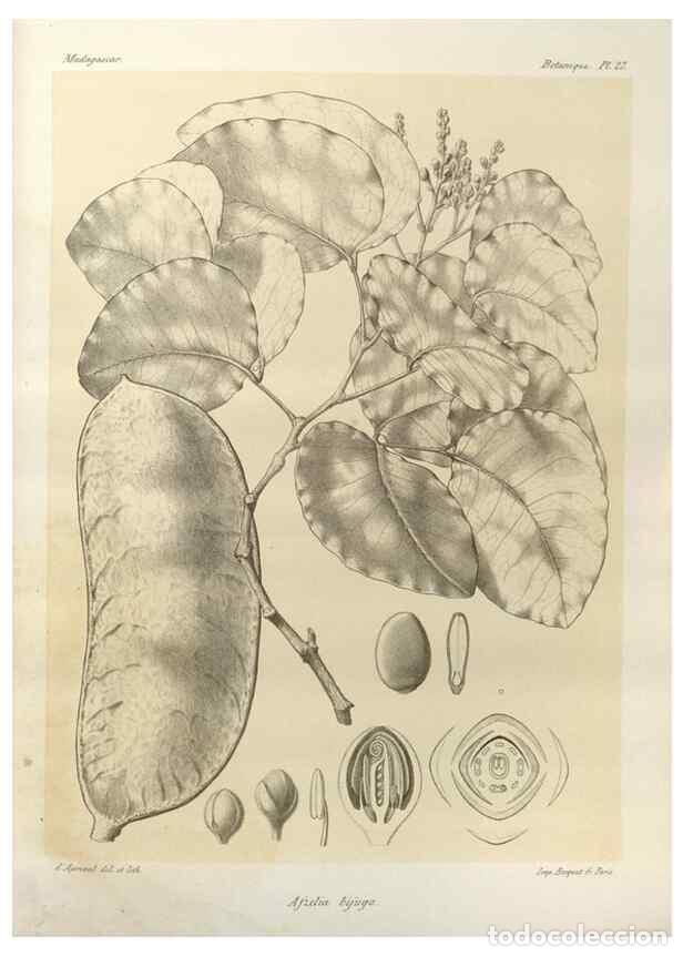 Collezionismo di Riviste e Giornali: Reproducci&oacute;n/Reproduction 49785299933: Histoire physique, naturelle, et politique de Madagascar. Par