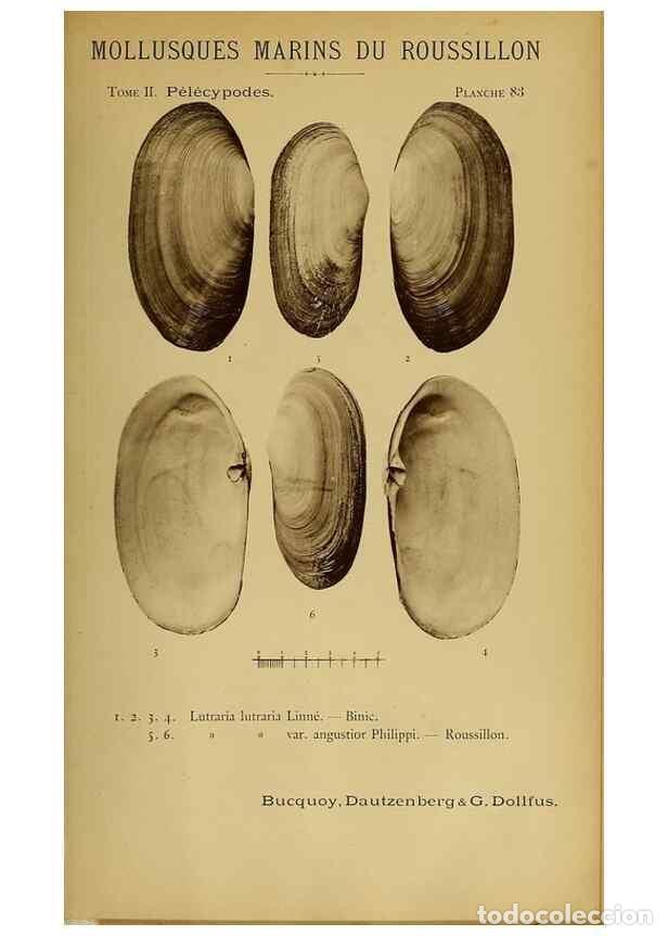 Collezionismo di Riviste e Giornali: Reproducci&oacute;n/Reproduction 49806977256: Les mollusques marins du Roussillon. Paris :J.-B. Bailli&egrave;re,[