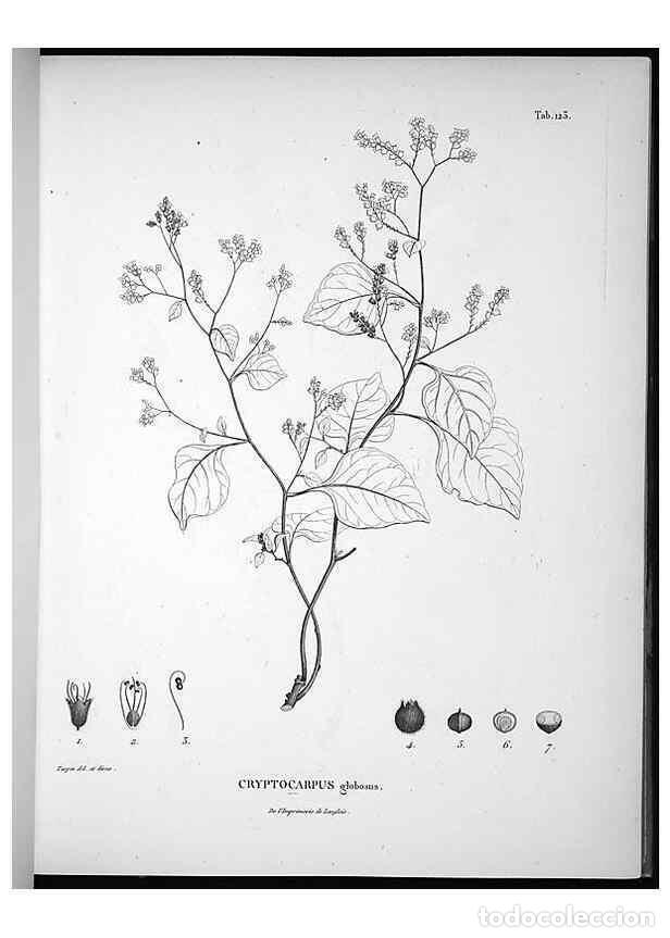 Collezionismo di Riviste e Giornali: Reproducci&oacute;n/Reproduction 49556646492: Nova genera et species plantarum :. Antverpiae :Ex officina C