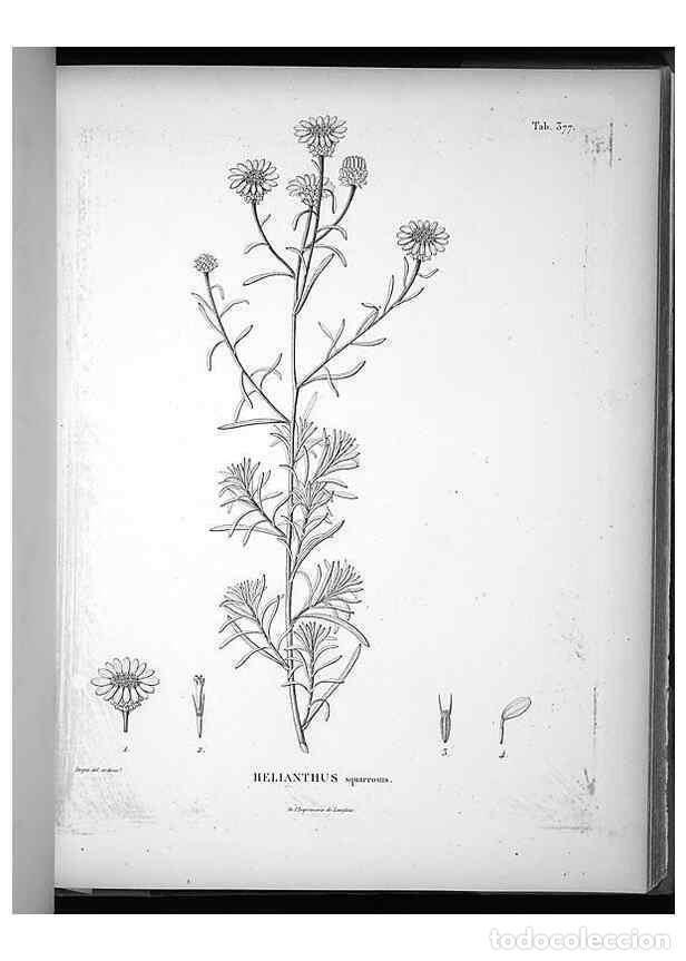 Collezionismo di Riviste e Giornali: Reproducci&oacute;n/Reproduction 49556016773: Nova genera et species plantarum :. Antverpiae :Ex officina C